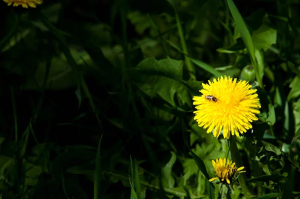 Frühlingslandschaft Löwenzahnblüten Leuchtend Gelb Auf Dem Rasen Detail Der Hellen — Stockfoto