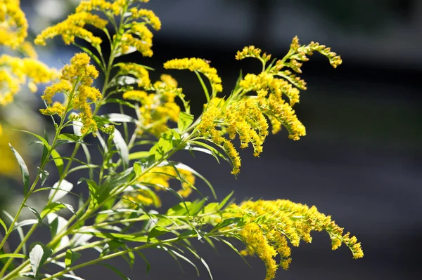 Solidago Genere Piante Fiore Della Famiglia Delle Asteraceae Appartenente Alla — Foto Stock