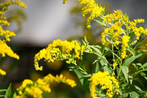 Solidago Commonly Called Goldenrods Genus Species Flowering Plants Family Asters — Stock Photo, Image