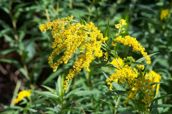アキノキリンソウ Goldenrods 通称はアスター キク科の家族の植物の種の属です それらのほとんどが開いている場所は 多年生の草本の種 — ストック写真