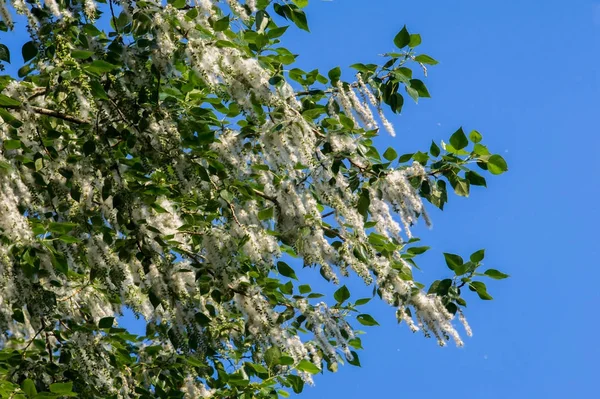 Yaz manzara. Kavak kabartmak. Kavak kabartmak alerji için sorumlu değil, yaz kavak kabartmak ile başlar. Sihirli kavak. Gizemli kavak kabartmak