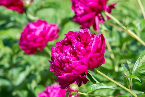 Çiçekler peonies. uzun onun gösterişli çiçekler için ekili olmuştur bir otsu ya da çalı bitki kuzey ılıman bölgelerin.