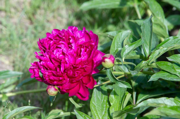 Çiçekler peonies. uzun onun gösterişli çiçekler için ekili olmuştur bir otsu ya da çalı bitki kuzey ılıman bölgelerin.