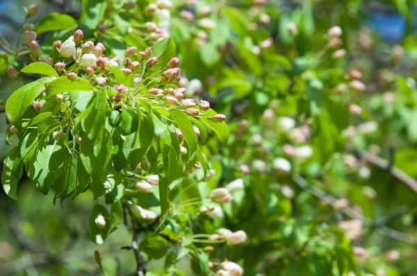 Bahar peyzaj, elma ağacı çiçek. Güzel bahar çiçek açan ağaç, yumuşak beyaz çiçekler, yeşil yumuşak odak arka plan, bahar zaman doğa sınırında taze kiraz çiçeği