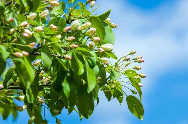 Bahar peyzaj, elma ağacı çiçek. Güzel bahar çiçek açan ağaç, yumuşak beyaz çiçekler, yeşil yumuşak odak arka plan, bahar zaman doğa sınırında taze kiraz çiçeği