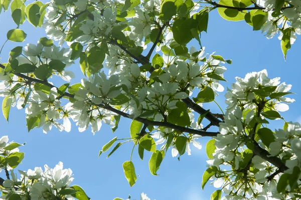 Bahar peyzaj, elma ağacı çiçek. Güzel bahar çiçek açan ağaç, yumuşak beyaz çiçekler, yeşil yumuşak odak arka plan, bahar zaman doğa sınırında taze kiraz çiçeği