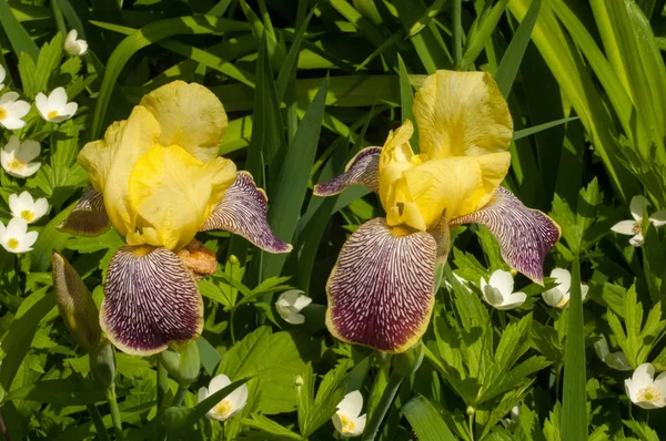 Iris Est Genre Environ 260 300 Espèces Plantes Fleurs Voyantes — Photo