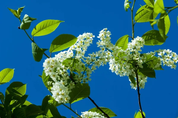 Bahar peyzaj, kuş kiraz çiçekleri. çiçekli kuş kiraz ağacı. mavi gökyüzü önünde kuş kiraz Şubesi. Kopya alanı