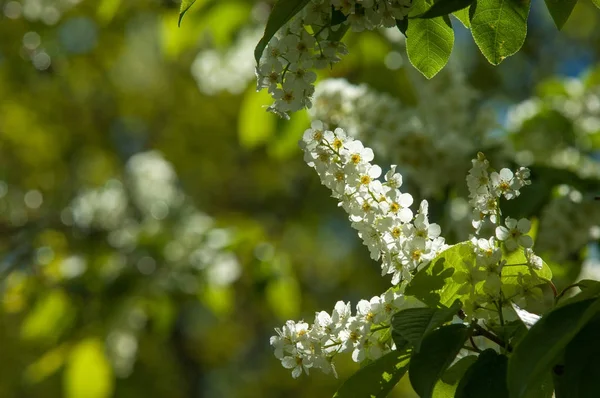 Bahar peyzaj, kuş kiraz çiçekleri. çiçekli kuş kiraz ağacı. mavi gökyüzü önünde kuş kiraz Şubesi. Kopya alanı