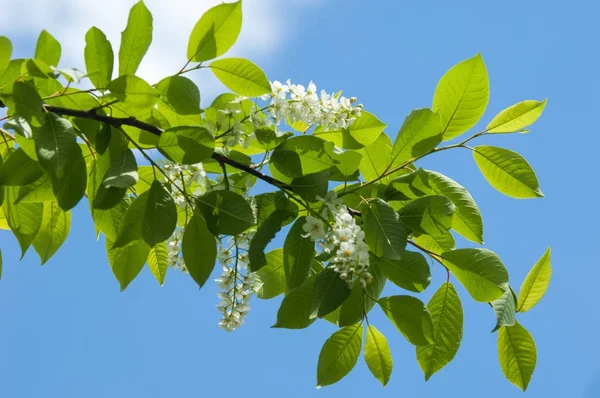 Bahar peyzaj, kuş kiraz çiçekleri. çiçekli kuş kiraz ağacı. mavi gökyüzü önünde kuş kiraz Şubesi. Kopya alanı