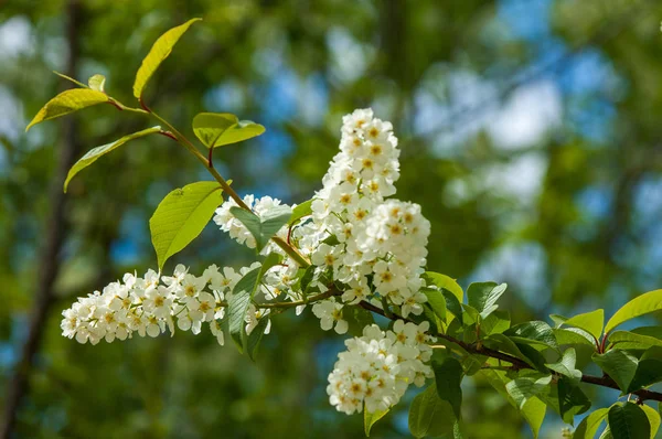 Bahar peyzaj, kuş kiraz çiçekleri. çiçekli kuş kiraz ağacı. mavi gökyüzü önünde kuş kiraz Şubesi. Kopya alanı