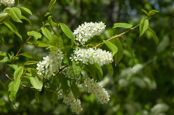 Bahar peyzaj, kuş kiraz çiçekleri. çiçekli kuş kiraz ağacı. mavi gökyüzü önünde kuş kiraz Şubesi. Kopya alanı