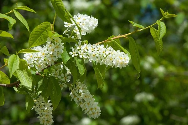 Bahar peyzaj, kuş kiraz çiçekleri. çiçekli kuş kiraz ağacı. mavi gökyüzü önünde kuş kiraz Şubesi. Kopya alanı