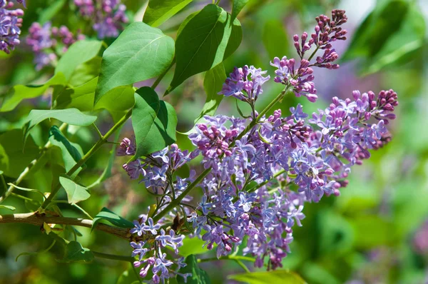 Doku, desen, arka plan. Eflatun çiçekler. bir soluk pembemsi-menekşe rengi. Mor ya da beyaz güzel kokulu çiçekler ile büyük bahçe Funda.