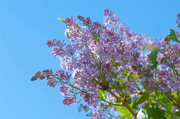 Doku, desen, arka plan. Eflatun çiçekler. bir soluk pembemsi-menekşe rengi. Mor ya da beyaz güzel kokulu çiçekler ile büyük bahçe Funda.