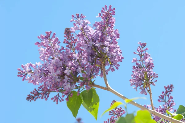 Doku, desen, arka plan. Eflatun çiçekler. bir soluk pembemsi-menekşe rengi. Mor ya da beyaz güzel kokulu çiçekler ile büyük bahçe Funda.