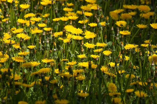 花と春の風景 タンポポの花 緑の草 春の写真の葉と黄色のタンポポの花 春の花と完璧な晴れた日のフィールド — ストック写真