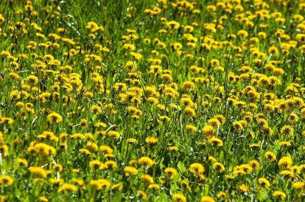 Весняний Пейзаж Квітами Квітка Кульбаби Жовті Квіти Кульбаби Листям Зеленій — стокове фото