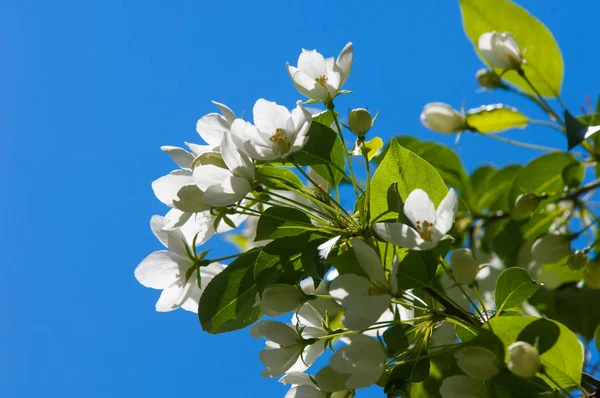 Elma ağaçları çiçek. genellikle parlak renkli bir corolla (taç yaprakları tarafından çevrili üreme organları (stamens ve carpels) oluşan bir bitki, tohum taşıyan parçası)