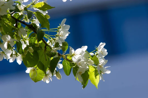 Elma ağaçları çiçek. genellikle parlak renkli bir corolla (taç yaprakları tarafından çevrili üreme organları (stamens ve carpels) oluşan bir bitki, tohum taşıyan parçası)