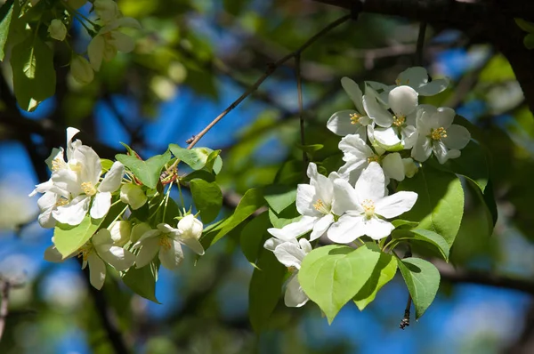 Flores Manzanos Parte Portadora Semillas Una Planta Que Consiste Órganos —  Fotos de Stock