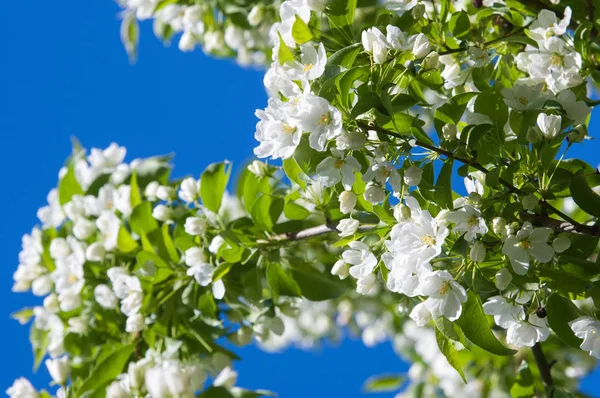 Elma ağaçları çiçek. genellikle parlak renkli bir corolla (taç yaprakları tarafından çevrili üreme organları (stamens ve carpels) oluşan bir bitki, tohum taşıyan parçası)