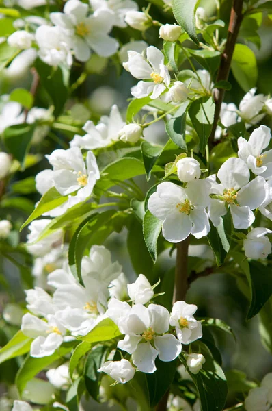 Elma ağaçları çiçek. genellikle parlak renkli bir corolla (taç yaprakları tarafından çevrili üreme organları (stamens ve carpels) oluşan bir bitki, tohum taşıyan parçası)