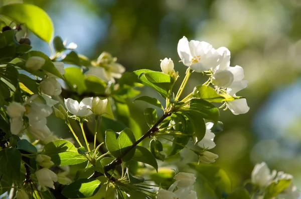 Elma ağaçları çiçek. genellikle parlak renkli bir corolla (taç yaprakları tarafından çevrili üreme organları (stamens ve carpels) oluşan bir bitki, tohum taşıyan parçası)