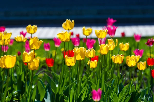 Spring flowers, tulips, Tulips of colorful flowers in the spring. Bulbous plant of the family. Liliaceae with large flowers, shaped like caps.