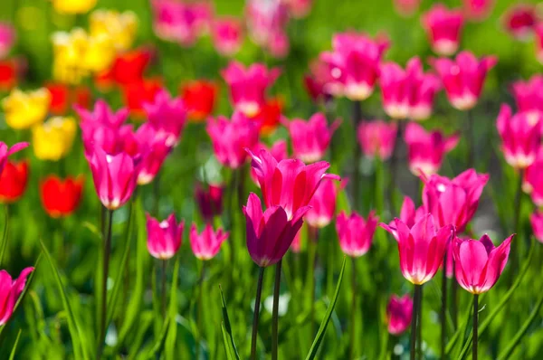 Çiçekler, laleler, lale renkli çiçek bahar bahar. Soğanlı bitki ailesinin. Melanthiaceae kapaklar gibi şeklinde büyük çiçekli.