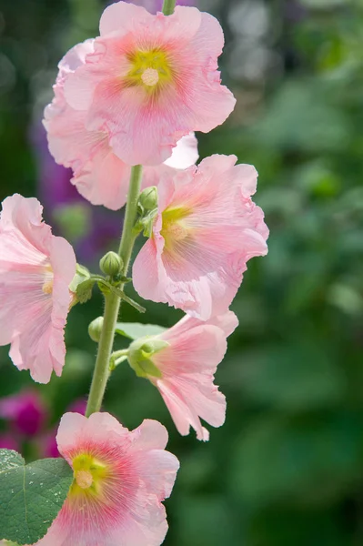 Ebegümeci çiçekler. kıllı kaynaklanıyor, pembe ya da mor çiçekler ve disk şeklinde meyve otsu bir bitki. Birkaç tür süsbitkileri yetiştirilen ve bazı yemeklik.