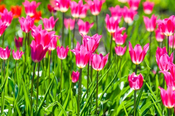 Spring flowers, tulips, Tulips of colorful flowers in the spring. Bulbous plant of the family. Liliaceae with large flowers, shaped like caps.