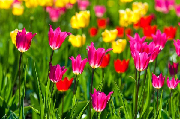 Spring flowers, tulips, Tulips of colorful flowers in the spring. Bulbous plant of the family. Liliaceae with large flowers, shaped like caps.