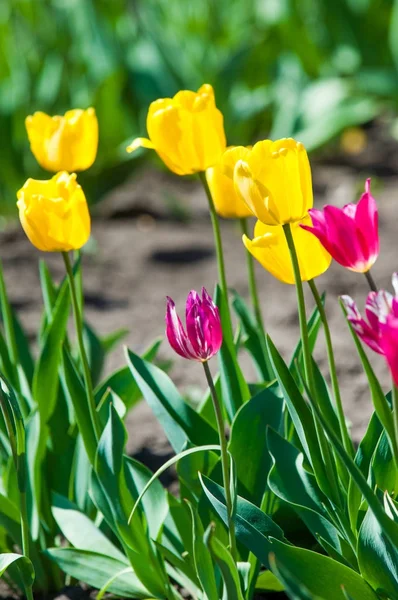 Fleurs Printanières Tulipes Tulipes Fleurs Colorées Printemps Plante Bulbeuse Famille — Photo
