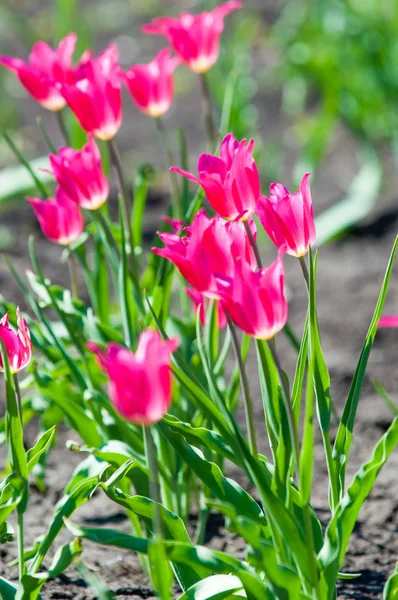 Spring flowers, tulips, Tulips of colorful flowers in the spring. Bulbous plant of the family. Liliaceae with large flowers, shaped like caps.