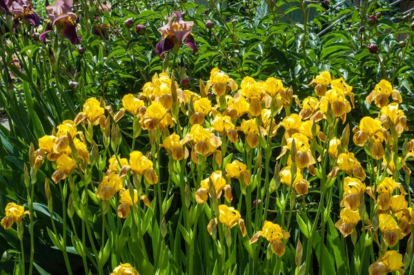 Iris bir yaklaşık 260-300, tür gösterişli çiçekli çiçekli bitki cinsidir. Yunanca kelime adını Yunan tanrıçası Iris gökkuşağının adıdır aynı zamanda bir gökkuşağı için alır.