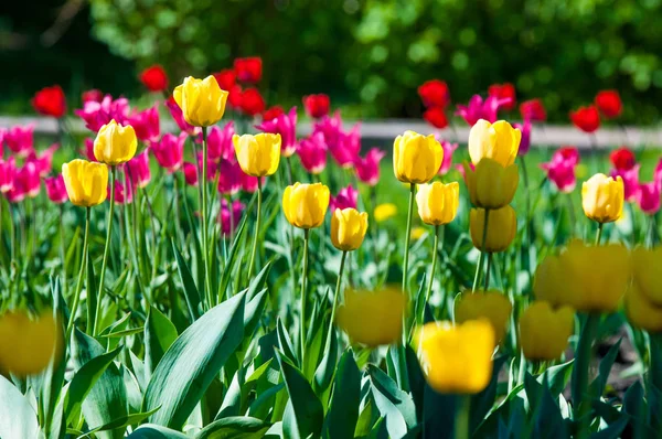 Çiçekler, laleler, lale renkli çiçek bahar bahar. Soğanlı bitki ailesinin. Melanthiaceae kapaklar gibi şeklinde büyük çiçekli.