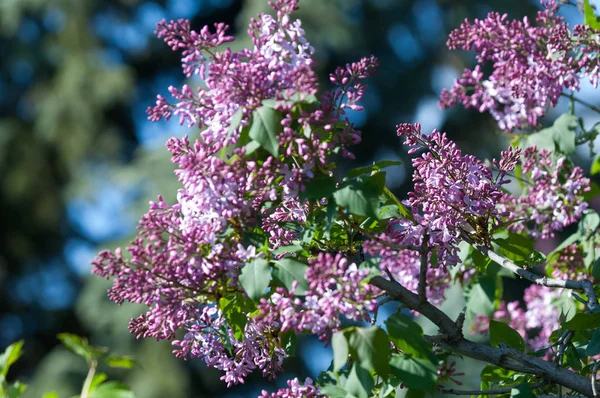 Textur Muster Hintergrund Fliederblüten Von Blasser Rosa Violetter Farbe Großer — Stockfoto