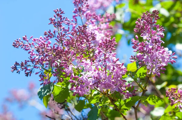 Doku, desen, arka plan. Eflatun çiçekler. bir soluk pembemsi-menekşe rengi. Mor ya da beyaz güzel kokulu çiçekler ile büyük bahçe Funda.