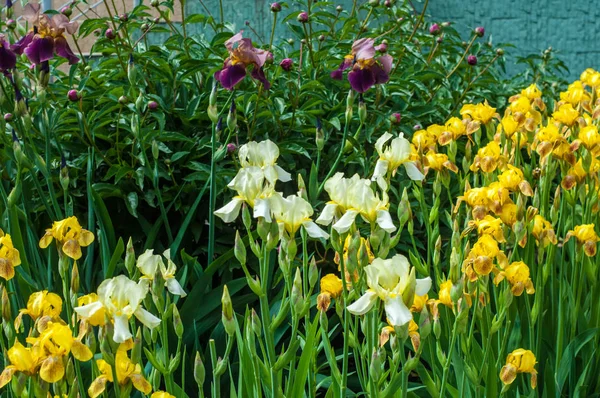 Iris bir yaklaşık 260-300, tür gösterişli çiçekli çiçekli bitki cinsidir. Yunanca kelime adını Yunan tanrıçası Iris gökkuşağının adıdır aynı zamanda bir gökkuşağı için alır.