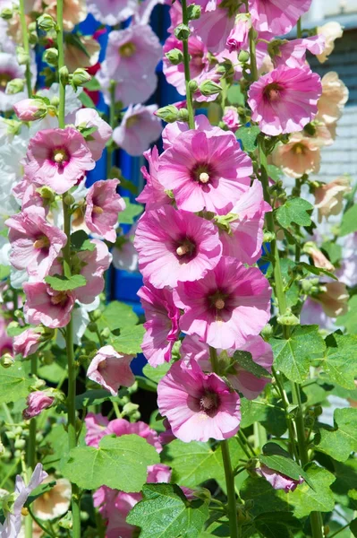 Квіти Мальви Трав Яниста Рослина Волохатими Стеблами Рожевими Або Фіолетовими — стокове фото
