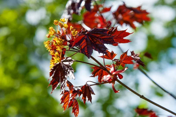 Acer Rubrum Czerwony Klon Znany Również Jako Bagno Wody Lub — Zdjęcie stockowe