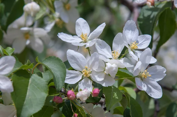 Flores Macieiras Parte Produtora Sementes Uma Planta Constituída Por Órgãos — Fotografia de Stock