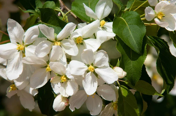 Apple Drzew Kwiatów Nasienne Części Roślin Składający Się Narządów Rozrodczych — Zdjęcie stockowe
