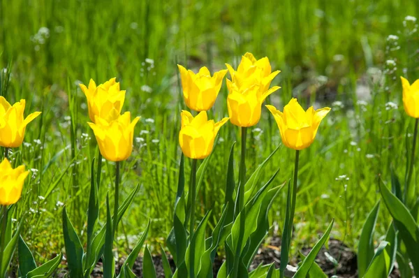 Spring flowers, tulips, Tulips of colorful flowers in the spring. Bulbous plant of the family. Liliaceae with large flowers, shaped like caps.