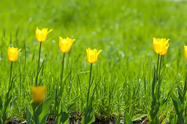 Våren Blommor Tulpaner Tulpaner Färgglada Blommor Våren Uppsvällda Växt Familjen — Stockfoto