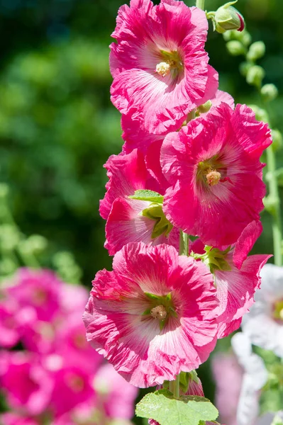 アオイ科の植物の花 毛深い茎 ピンクまたは紫の花と果物の円盤状草本植物 いくつかの種類が 観賞用として栽培されて いくつかの食用 — ストック写真