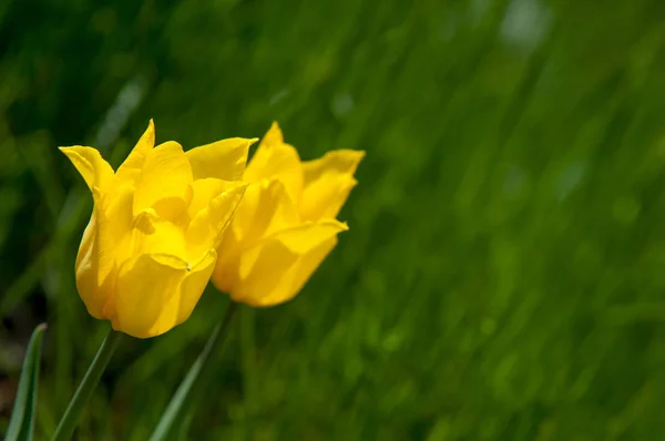 Paysage Printanier Tulipes Dans Parterre Fleuri Ville Tulipe Dans Fond — Photo