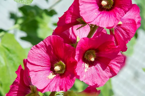 Ebegümeci çiçekler. kıllı kaynaklanıyor, pembe ya da mor çiçekler ve disk şeklinde meyve otsu bir bitki. Birkaç tür süsbitkileri yetiştirilen ve bazı yemeklik.