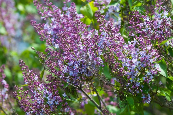Manzara, leylak bahar. Bahar çiçek açması leylak dalı. Arka plan olarak mor eflatun çiçekler. İlkbaharda çiçek açan leylak. 